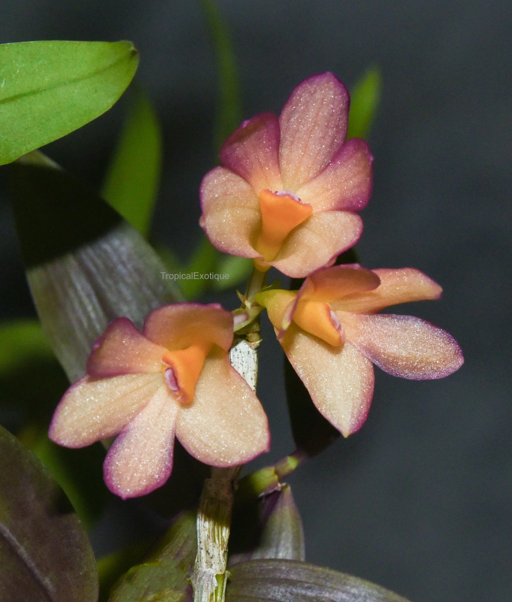 Orchids: Dendrobium — Our Plants — TropicalExotique
